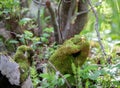 Mossy Hand Shaped Rock in the Forest of Rocky Mountain National Park Royalty Free Stock Photo