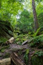 Mossy hill on the Ledges Hiking Trail in Cuyahoga Valley National Park