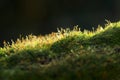 Mossy hillock on forest floor Royalty Free Stock Photo