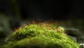 Mossy hillock in forest Royalty Free Stock Photo