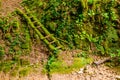 Mossy ladder in ravine Chudo-Krasotka, Sochi, Russia