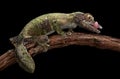 Mossy leaf-tailed gecko Royalty Free Stock Photo