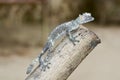 Mossy leaf-tailed gecko (Uroplatus sikorae) camouflaged