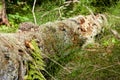Mossy log Royalty Free Stock Photo