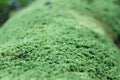 Mossy Log Royalty Free Stock Photo