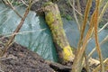 Mossy log in the brook