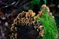 Mossy Log with Orange Fungi Royalty Free Stock Photo