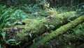 Mossy Logs and Forest Ferns