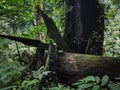 mossy logs in the middle of the forest