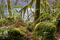 Mossy Mystical Forest Scene Royalty Free Stock Photo