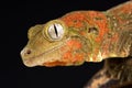 Mossy New Caledonian gecko Mniarogekko chahoua