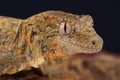 Mossy New Caledonian gecko / Mniarogekko chahoua