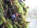 Mossy oak trunk with little pale blue and gray mushroom macro