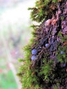 Mossy oak trunk with small pale blue and gray mushroom macro