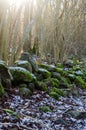 Mossy old dry stonewall by the first snow in a forest Royalty Free Stock Photo