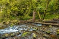 Mossy Oregon Creek