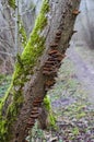 Mossy and overgrown with mushrooms tree trunk in Karoliniskes Landscape Reserve in Vilnius