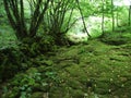 Mossy overgrown stones