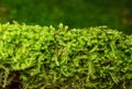 Mossy patch over forest background Royalty Free Stock Photo