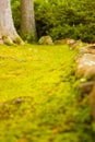 Mossy Path