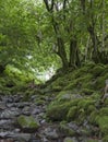 Mossy path, Grasmere, Lake District Royalty Free Stock Photo