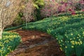 A mossy pathway curves along a hillside covered in daffodils and magnolias