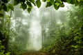 Mossy rain forest, Soft focus