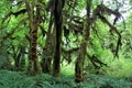 Mossy Rainforest Trees at Hoh Rainforest Olympic National Park Royalty Free Stock Photo