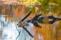 Mossy River Snags Against Yellow Algae Water in Autumn Against Seasonal Scenery in Polesye Natural Resort