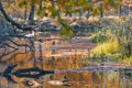 Mossy River Snags Against Yellow Water in Autumn Against Seasonal Scenery in Polesye Natural Resort