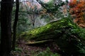 Mossy Rock in autumn woods.