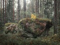 Mossy rock boulder in the forest in Tiveden National Park in Sweden