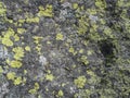 Mossy Rock 2