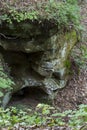 Mossy rock face in the forest