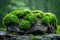 Mossy rock, macro photography, high resolution, dark green color, depth of field, blurred background, nature photography, mos