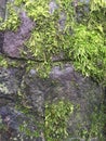 Mossy rock