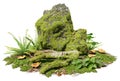 Mossy rock and trunk in forest