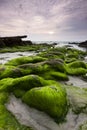 Mossy rocks at a beach in Kudat, Sabah, East Malaysia