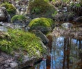 Mossy Rocks In Pring Creek Forest Reflected