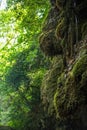 Mossy rocks and tree roots in Ida Mountain National Park. Edremit, Balikesir, Turkey. Crying waterfall Aglayan Selale