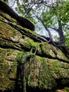 Mossy Rockwall forest nature art abstract roots