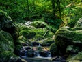 Mossy rocky stream with water cascade waterfall in a lush green summer forest Royalty Free Stock Photo