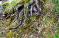Mossy roots of an old tree. Old tree roots are intertwined in green grass.
