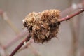 Mossy rose gall Diplolepis rosae on dog rose branch