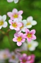 Mossy saxifrage, fireworks Royalty Free Stock Photo