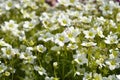 Mossy Saxifrage Pixie White Royalty Free Stock Photo