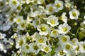 Mossy Saxifrage Pixie White Royalty Free Stock Photo