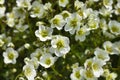 Mossy Saxifrage Pixie White Royalty Free Stock Photo