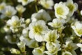 Mossy Saxifrage Pixie White Royalty Free Stock Photo