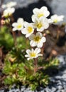 Mossy saxifrage, Saxifraga bryoides Royalty Free Stock Photo